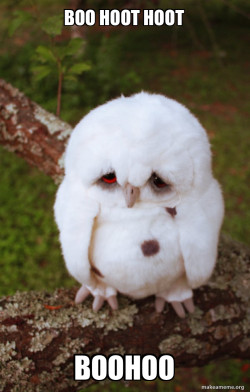 Sad Owl