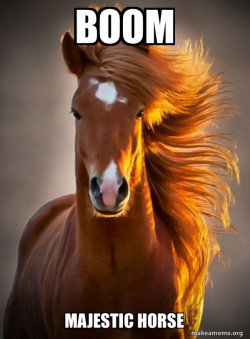 Ridiculously photogenic horse