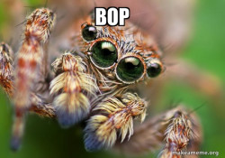 Hipster Spider