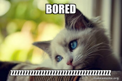 First World Cat Problems