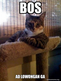 The Most Interesting Cat in the World