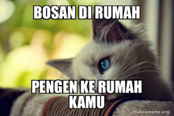 First World Cat Problems