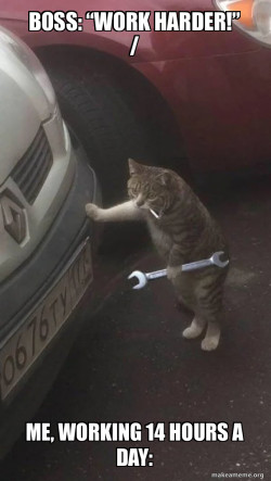 Mechanic Cat