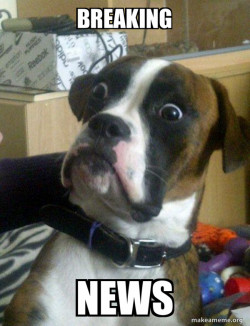 Skeptical Dog