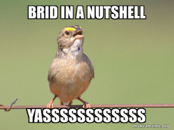 beautiful birb