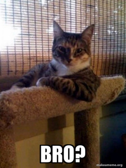 The Most Interesting Cat in the World