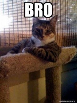 The Most Interesting Cat in the World
