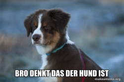 Unsure Dog