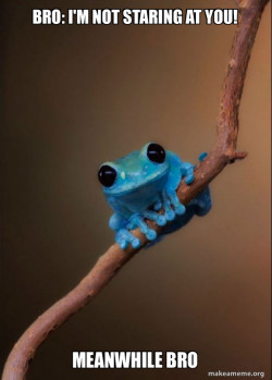 Small Fact Frog
