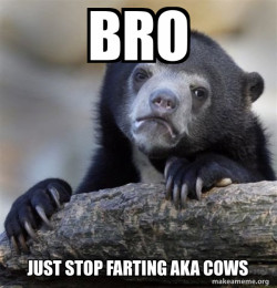 Confession Bear