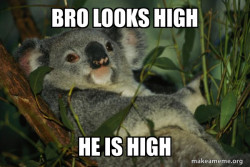 Laid Back Koala