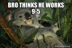Laid Back Koala