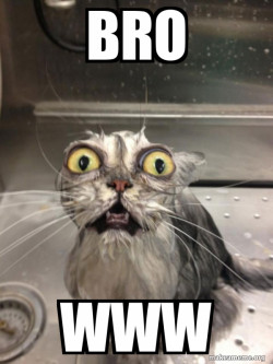 Cat bath
