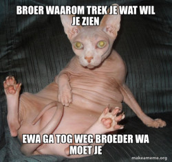 Hairless Cat
