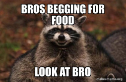 Evil Plotting Raccoon