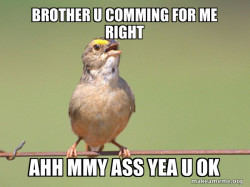 Common Opinion Sparrow