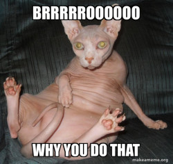 Hairless Cat