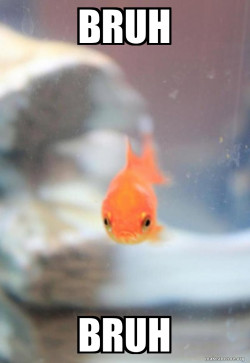 Grumpy Fish
