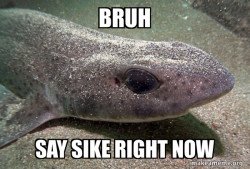 Dirty Joke Dogfish