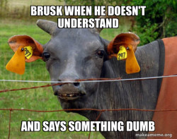 Hairless Cow