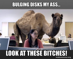 Hump Day Camel