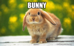 Regretful Rabbit