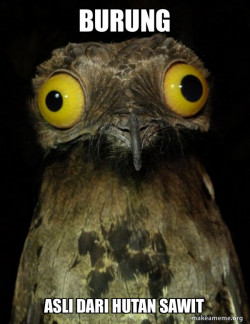 Weird Stuff I do Potoo