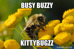 Good Guy Bee