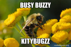 Good Guy Bee