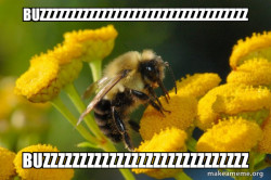Good Guy Bee