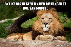 Contemplative Lion