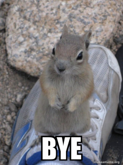 Standover Squirrel