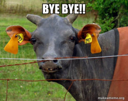 Hairless Cow