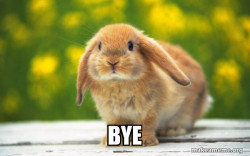 Regretful Rabbit