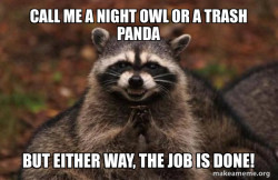 Evil Plotting Raccoon