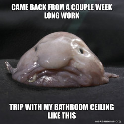 Blobfish