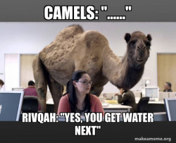 Hump Day Camel
