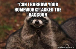 Evil Plotting Raccoon