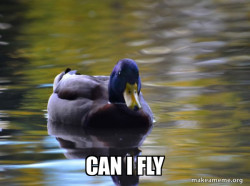 Zen Advice Mallard