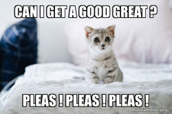 Cute Kitten