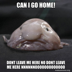 Blobfish