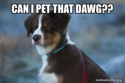 Unsure Dog
