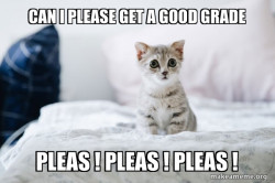 Cute Kitten