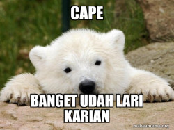 Popular Opinion Bear