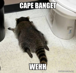 Raccon tidur