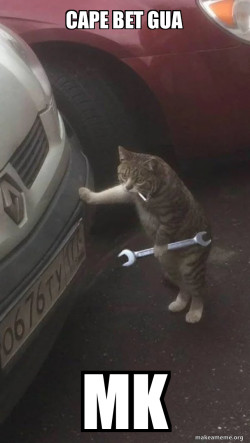 Mechanic Cat