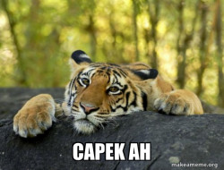 Confession Tiger