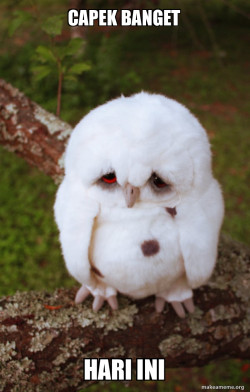 Sad Owl