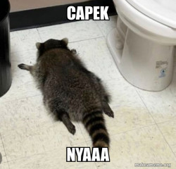 Drunk Raccoon