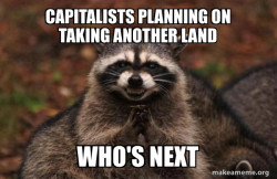 Evil Plotting Raccoon